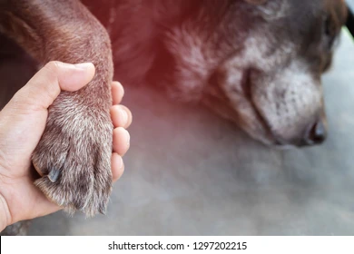 Hand Holding Dog Paw